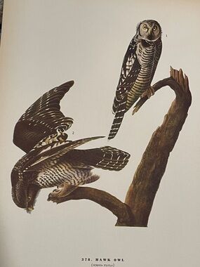 Hawk Owl Decorative Art Print - Natural Brown and Cream